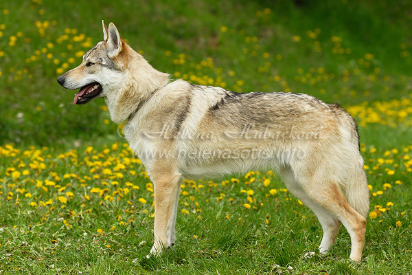 Crying Wolf Wolfy | Czechoslovakian Wolfdog 