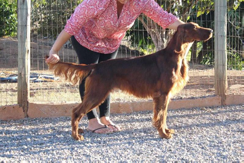 Triaccan Irish Porsche | Irish Setter 