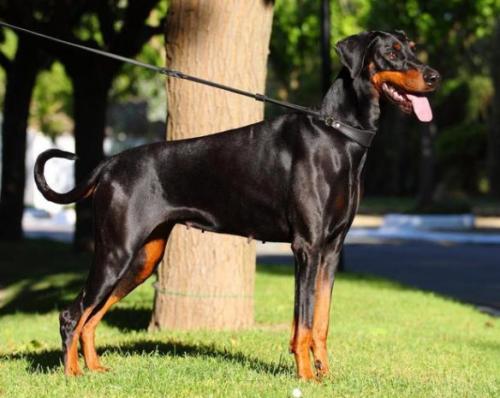 Fiona Fiora (JR 701429) | Black Doberman Pinscher