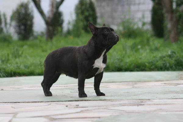 Bora Bora De Rey Astur | French Bulldog 