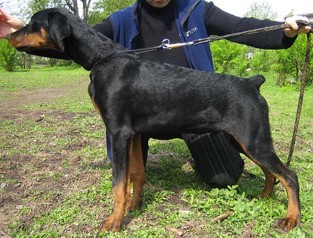 Paradiz Ronado Ramzes | Black Doberman Pinscher