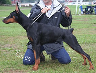 Paradiz Ronado Riviera | Black Doberman Pinscher