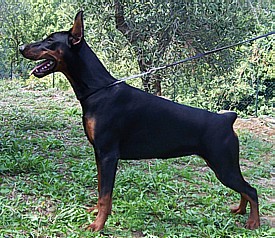 Paradiz Ronado Russkaya Ruletka | Black Doberman Pinscher