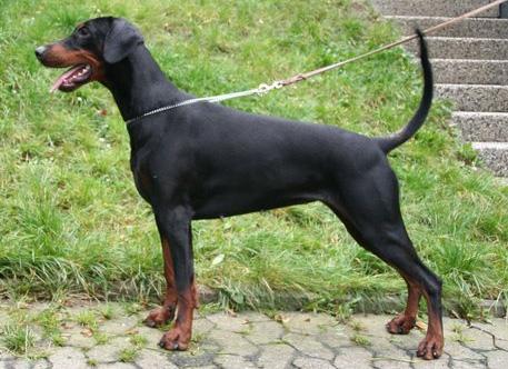 Ardens Chili | Black Doberman Pinscher