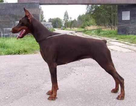 Modus Ost Vira Virtual | Brown Doberman Pinscher