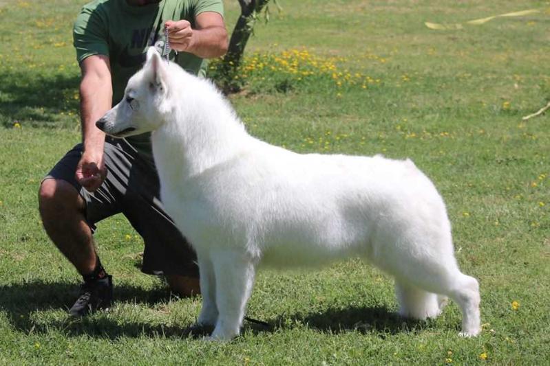 Miel De La Condesa de Alba | White Swiss Shepherd Dog 