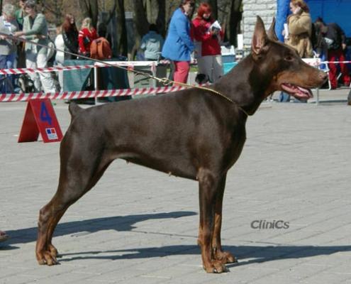 Imidz Dashenka Valjur Land | Brown Doberman Pinscher