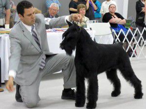 Ramahill Absolutes I Am Legend Of RW | Giant Schnauzer 