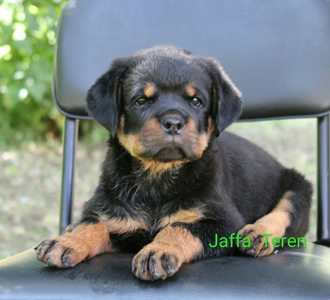 Jaffa Teren | Rottweiler 