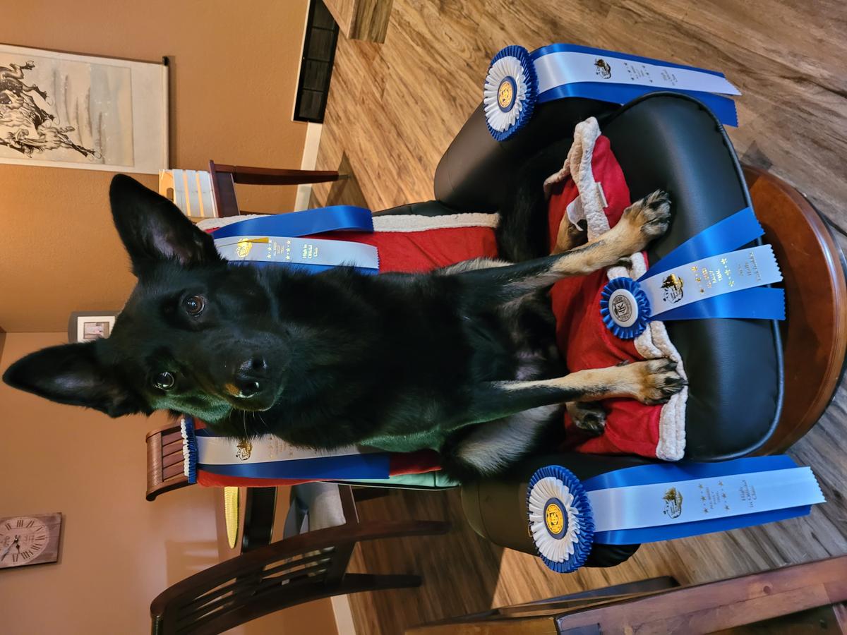 Shae's Let It Ride Von Wendelin | German Shepherd Dog 