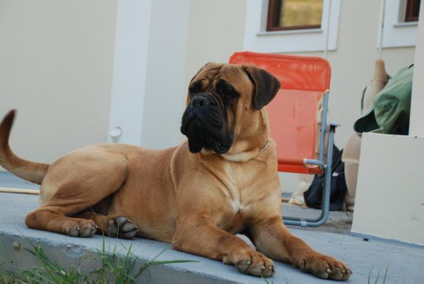 Ardhub Gabriel | Bullmastiff 