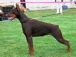 Fila del Nasi (SLR 002750) | Brown Doberman Pinscher