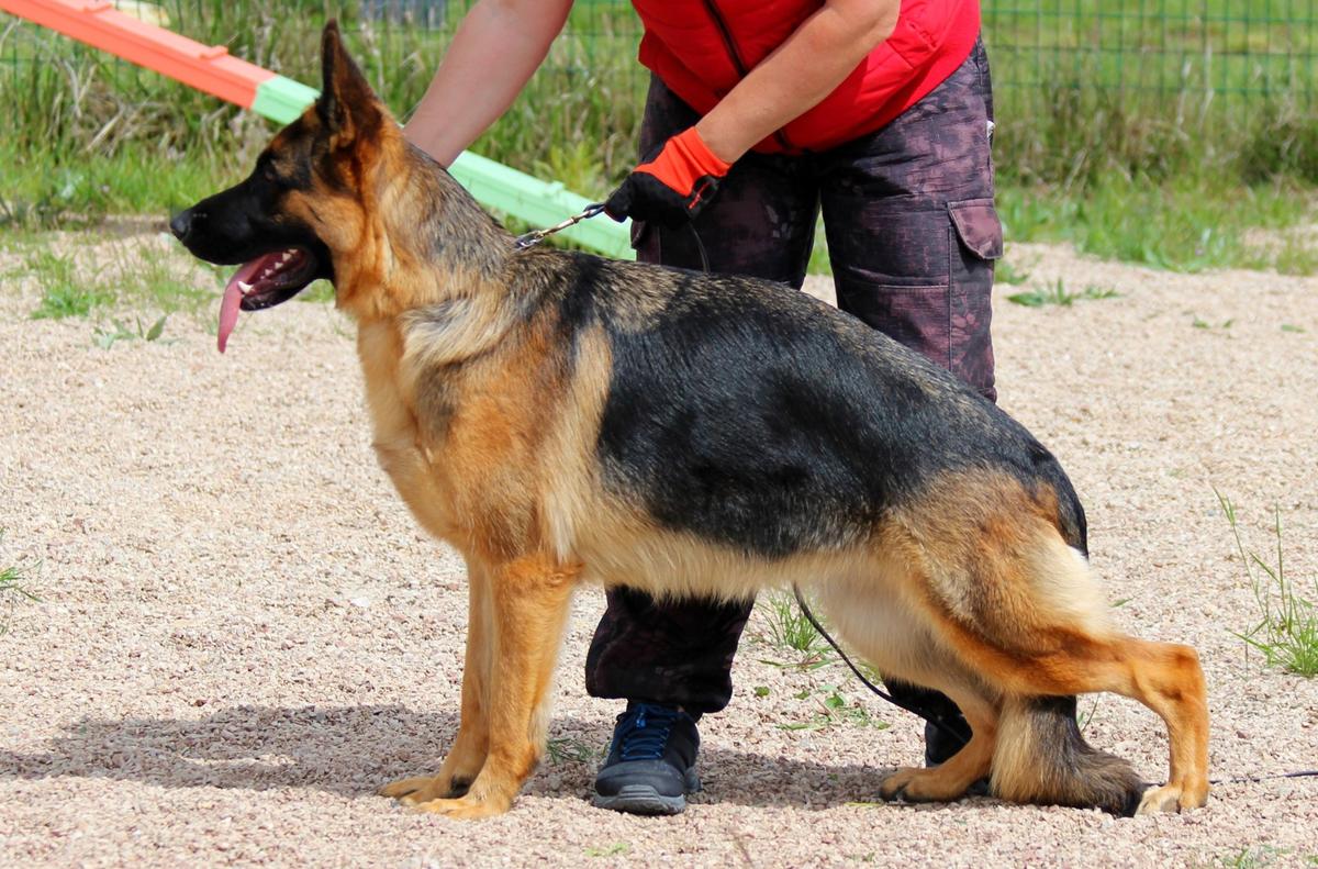 Star Winner Aridani | German Shepherd Dog 