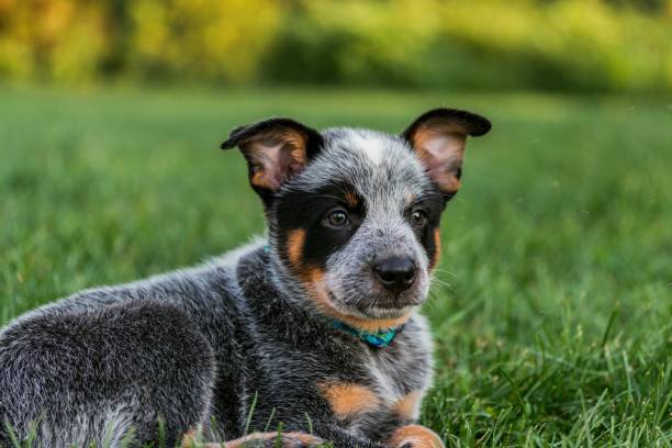 Australian Cattle Dog