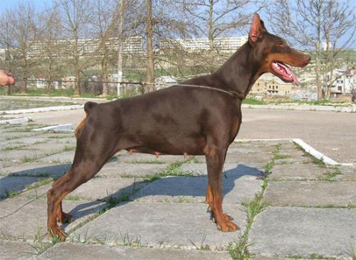 Playgirl de Grande Vinko | Brown Doberman Pinscher