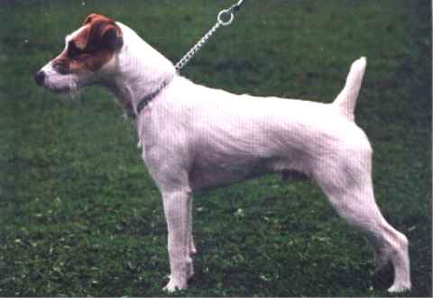 Rainman | Parson Russell Terrier 