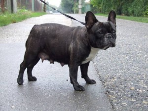 AZZARO COCO | French Bulldog 