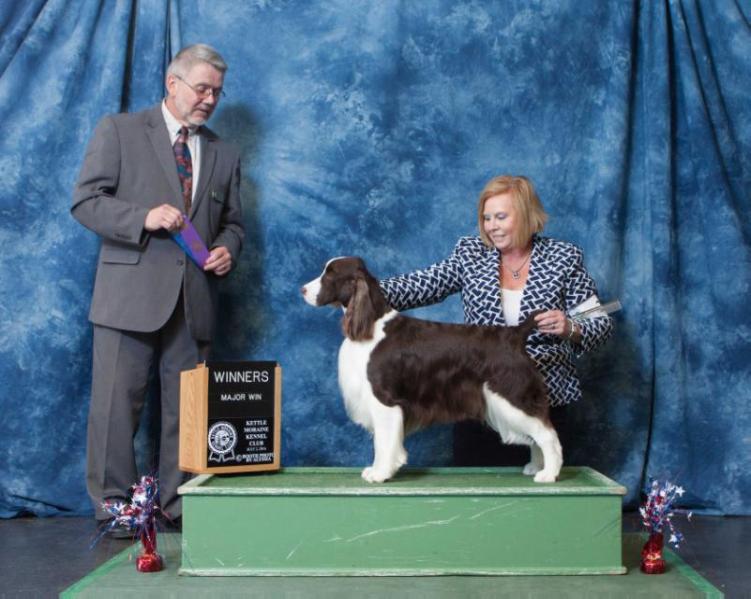 Cedarwood's Mcqueen | English Springer Spaniel 