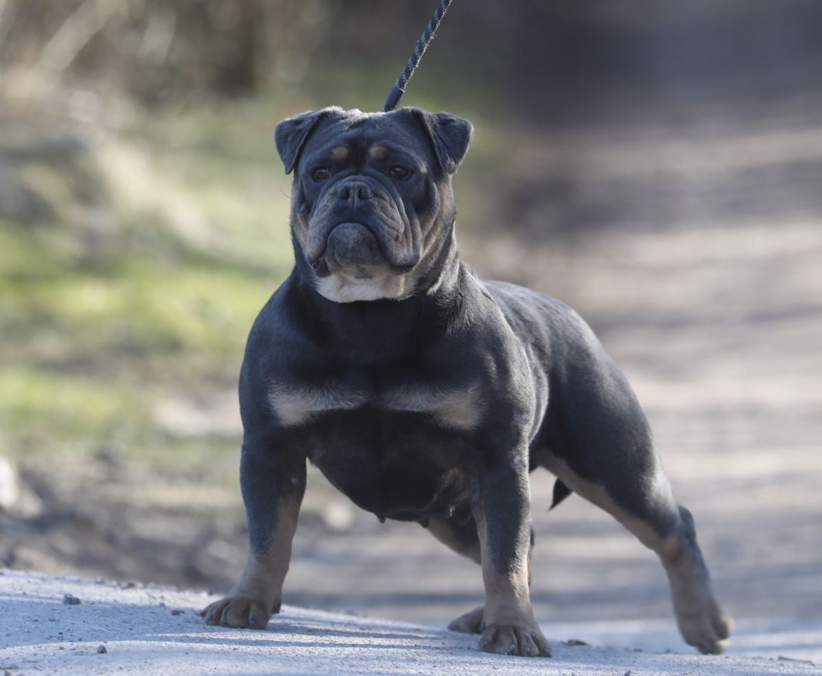 Ostergaard's Mette | Olde English Bulldogge 