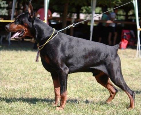 Grey John iz Doliny Dolmenov | Black Doberman Pinscher