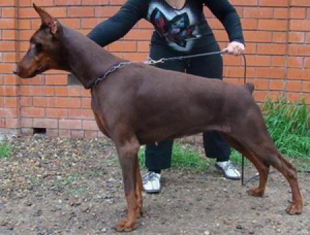 Germiona iz Doliny Dolmenov | Brown Doberman Pinscher