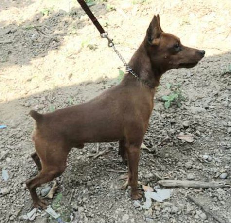 Tchernaja kalitva Ataman | Miniature Pinscher 