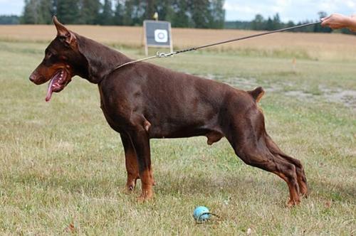 Nakiro Gabi Vigo | Brown Doberman Pinscher