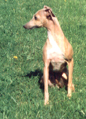 Dougcastle's Bouna-Sera | Italian Greyhound 