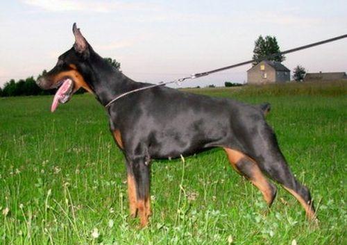 Noriko Gabi Vigo | Black Doberman Pinscher