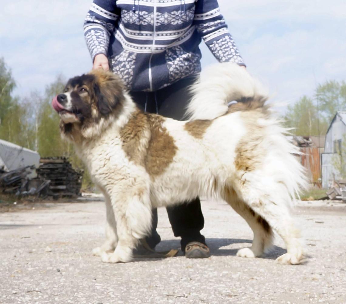 Dusha Rossii Shalunia 2 | Caucasian Mountain Dog 