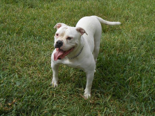 IronHouse's Bianca | American Bulldog 