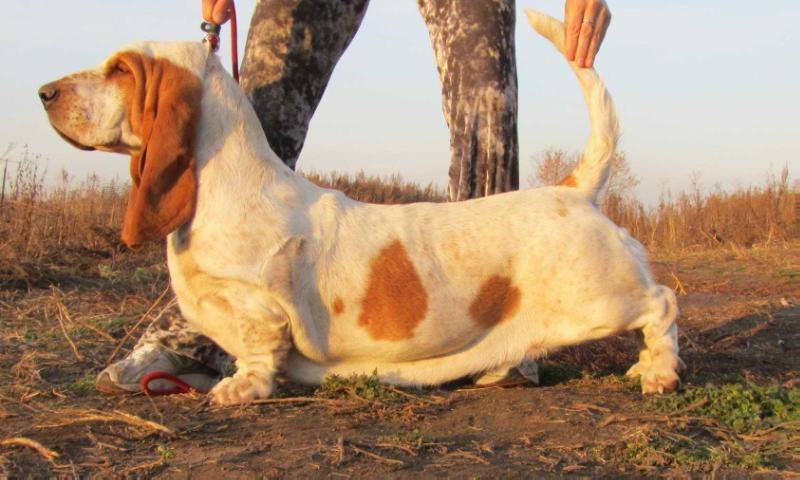 Lara Kroft | Basset Hound 