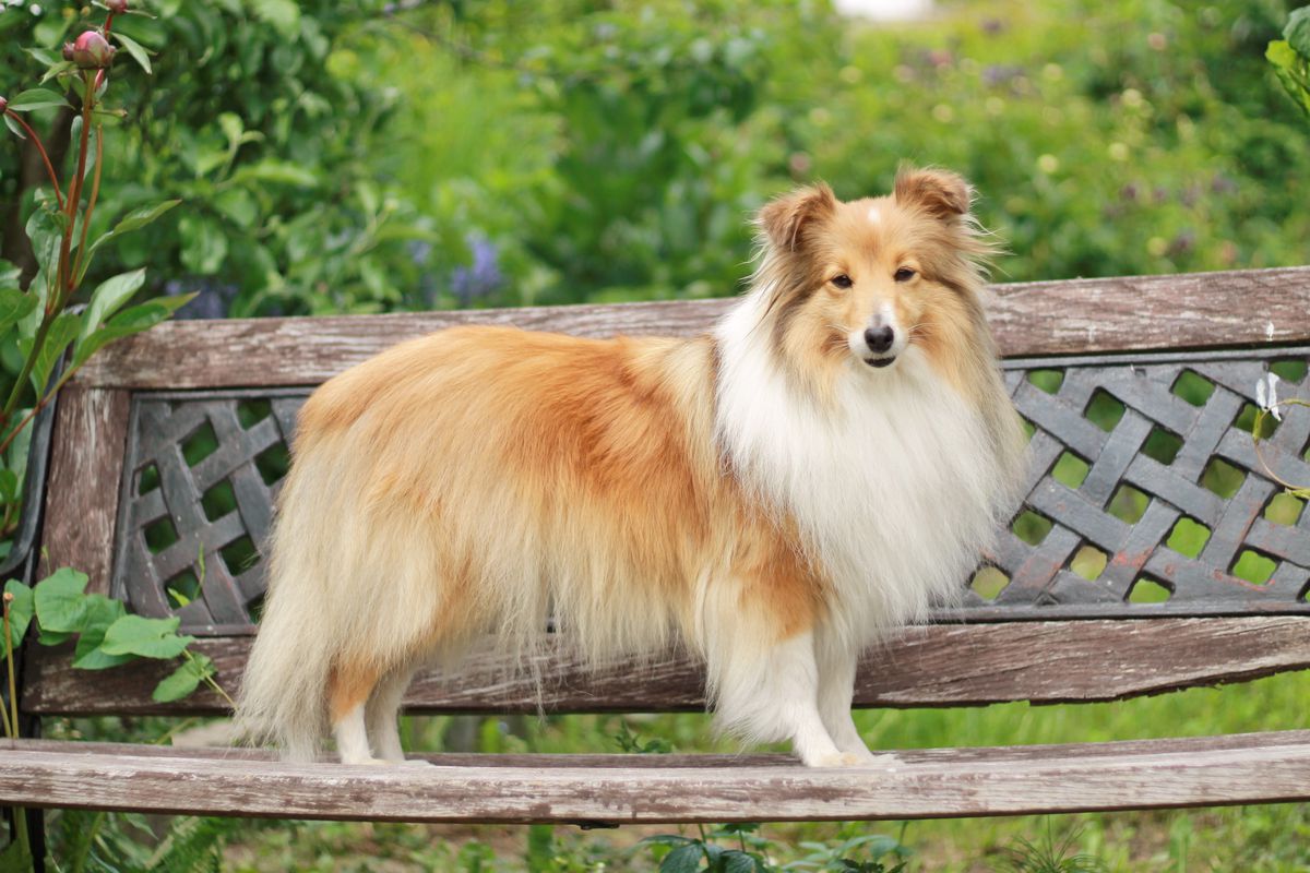 So far so good's Berta | Shetland Sheepdog 