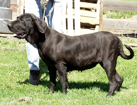 Java da Bracatinga | Fila Brasileiro 