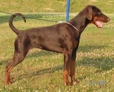 Nana Zoli Gabi Vigo | Brown Doberman Pinscher