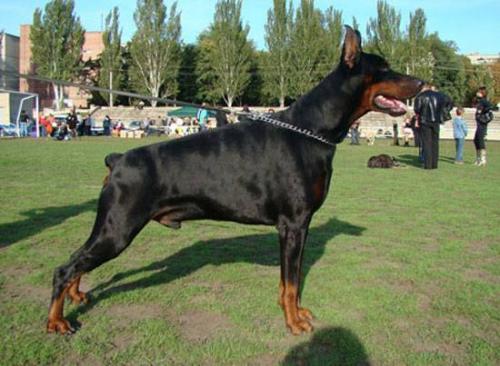 Kronprinz de Grande Vinko | Black Doberman Pinscher