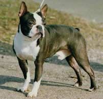 Hug-Me Silver Queen's Gambit | Boston Terrier 