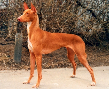 Pozhar V Kremle Bank'H-Ta Kemt Hebetkhet | Pharaoh Hound 