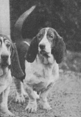 Walhampton Alice | Basset Hound 