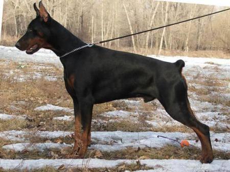 Charming Child de Grande Vinko | Black Doberman Pinscher