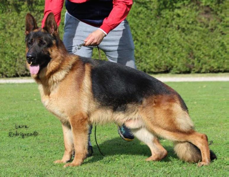Inca Leute des Südens | German Shepherd Dog 