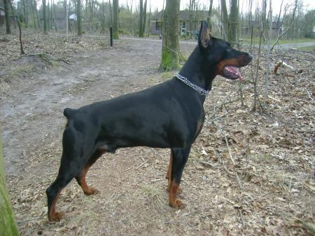 Chernomor de Grande Vinko | Black Doberman Pinscher