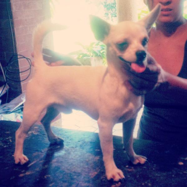 D'Am-L'Acnch-Jb tucurere | Chihuahua 