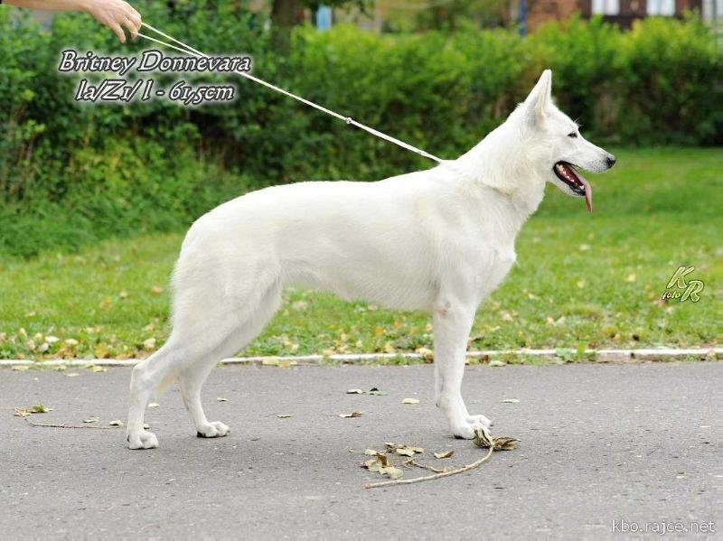Britney Donnevara | White Swiss Shepherd Dog 