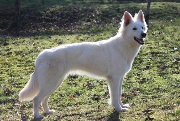 Lilo de la Tour de Babel | White Swiss Shepherd Dog 