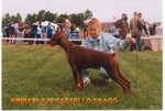 Kimberly di Castello Drago | Brown Doberman Pinscher