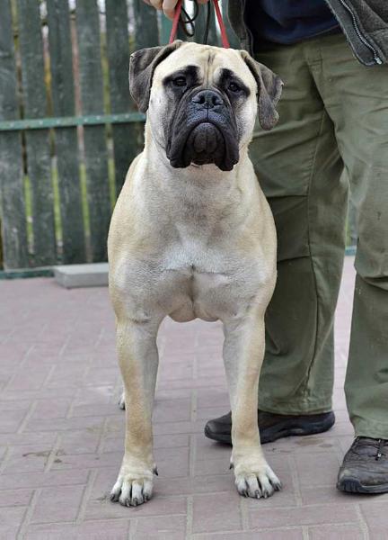 Bullstock's NO DOUBT GWEN | Bullmastiff 