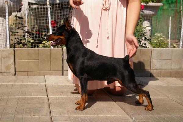 SLAVJAN UNESCO | Miniature Pinscher 