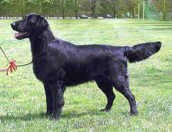 Tarpilens Bogart | Flat-Coated Retriever 