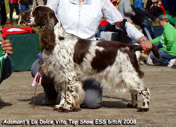 Adamant'S la dolce vita | English Springer Spaniel 